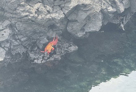 Familienreise Galapagos und Ecuador - Galapagos Family & Teens - Krebs