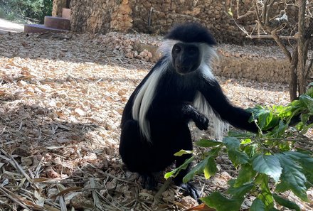 Kenia Familienreise - Kenia for family individuell - Chale Island - Affe