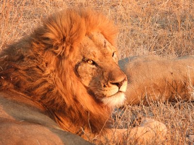 Südafrika Family & Teens - Safari & Löwe Südafrika Family & Teens - Safari & Löwe