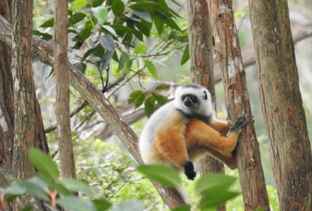 Madagaskar Familienreise - Madagaskar Family & Teens - Diadem Sifaka in Vakona Lemureninsel