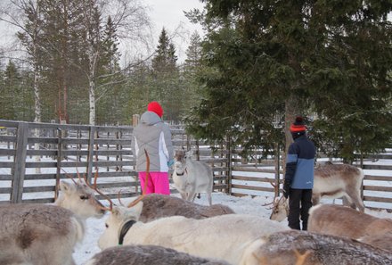 Finnland Familienurlaub - Finnland Winter for family -zwei Menschen füttern Rentiere