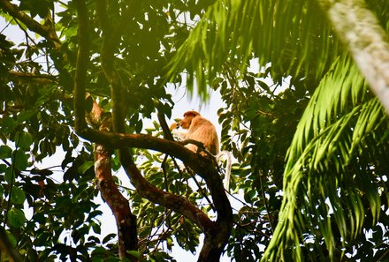 Familienreise Malaysia - Malaysia & Borneo Family & Teens - Nasenaffe im Baumwipfel im Bako Nationalpark
