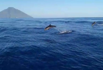 Sizilien mit Kindern - Sizilien Urlaub mit Kindern - Delfine vor Insel Filicudi