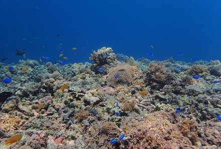 Bali mit Kindern Erfahrungen - Bali Rundreise mit Kindern - Unterwasserwelt Korallen