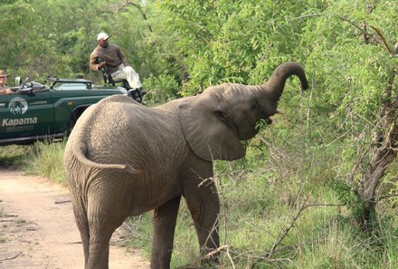 Südafrika Familienreise - Südafrika For Family - Elefant und Jeep