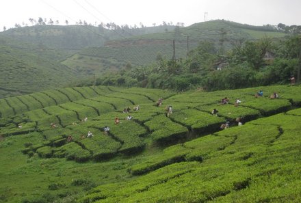 Indien Süd mit Kindern - Teeplantagen