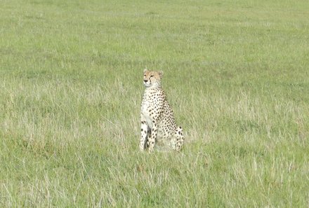 Kenia Familienreise - Kenia for family individuell - Massai Mara - Gepard auf Wiese