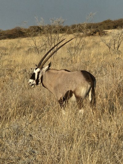 Namibia Family & Teens - Namibia Familienreise - Spießbock Gazelle Namibia Family & Teens - Namibia Familienreise - Spießbock Gazelle