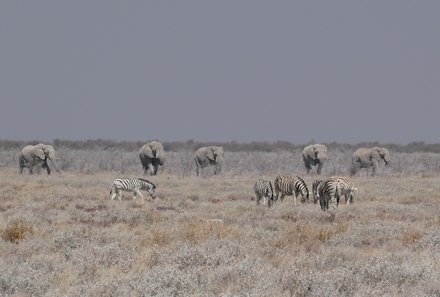 Namibia & Botswana mit Jugendlichen - Namibia & Botswana Family & Teens - Pirschfahrt im Etosha - Elefanten
