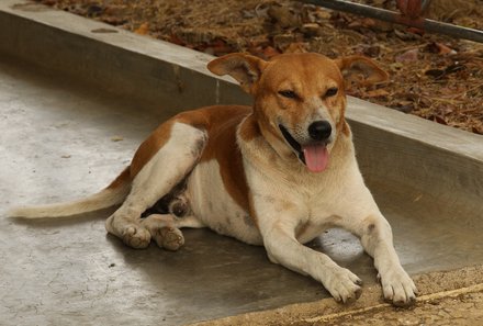 Sri Lanka for family - Sri Lanka mit kindern - Hund