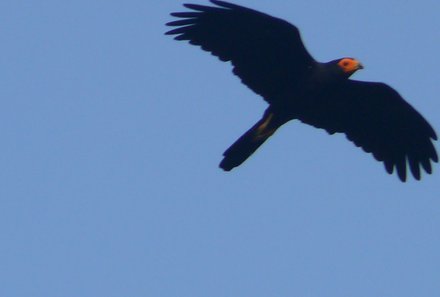 Galapagos mit Jugendlichen - Vogel