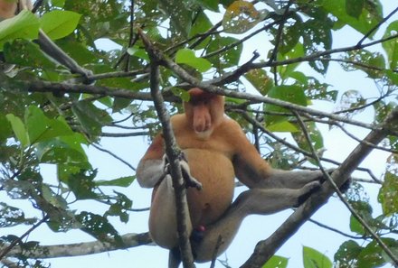 Familienreise Malaysia - Malaysia & Borneo Family & Teens - Nasenaffen 