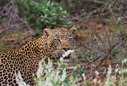 Kenia Familienreise - Kenia for family - Pirschfahrt durch den Tsavo West Nationalpark - Leopard