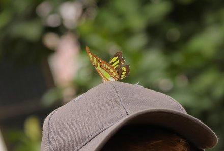 Costa Rica for family individuell - Natur & Strand pur in Costa Rica - Schmetterling