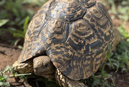 Familienreise Tansania - Tansania for family individuell deluxe - Schildkröte