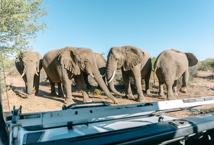 Namibia Familienreise - Namibia for family - Erongo Gebirge - Omaruru Game Lodge - Pirschfahrt zu Elefanten