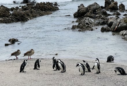 Garden Route Familienreise - Pinguine bei Bettys Bay