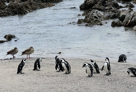 Südafrika mit Jugendlichen - Südafrika Family & Teens - Pinguine - Bettys Bay