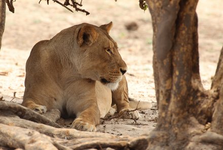 Botswana Familienreise - Botswana Family & Teens - Chobe Wildtiere