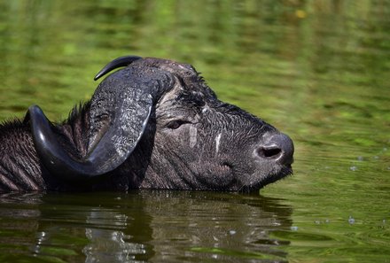 Uganda Familienurlaub - Uganda Family & Teens - Kazinga Kanal Nahaufnahme Wasserbüffel