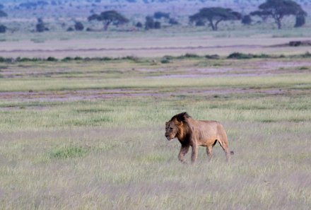 Kenia Familienreise - Kenia for family - Löwe im Amboseli Nationalpark