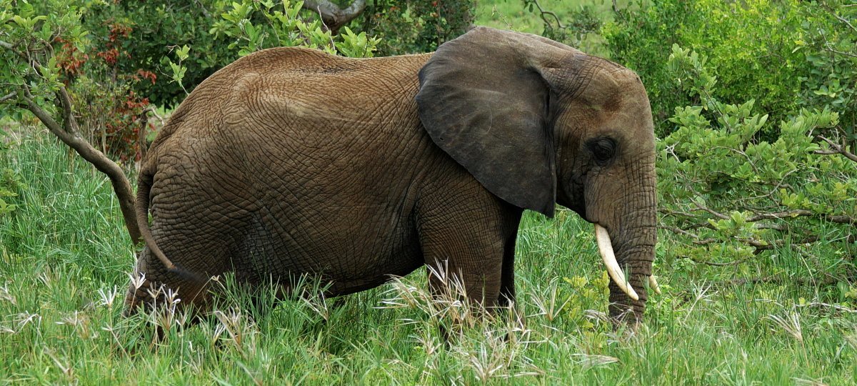 Afrika mit Kindern - Elefant