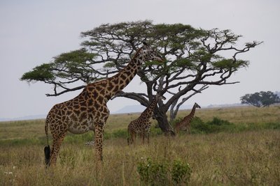 Tansania Reise mit Kindern - Bewertung - Giraffe am Baum
