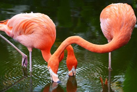 Florida Familienreise - Florida for family - Everglades Flamingos