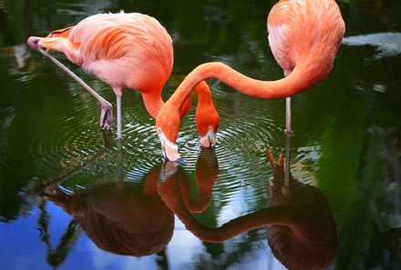 Florida Rundreise mit Kindern - Everglades - zwei Flamingos