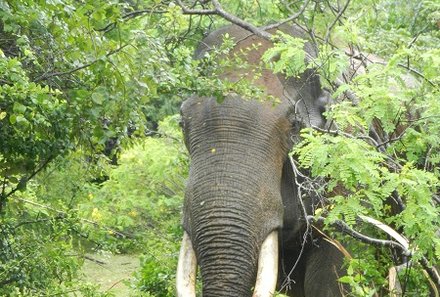 Familienurlaub Sri Lanka - Sri Lanka for family - Elefant im Yala Nationalpark