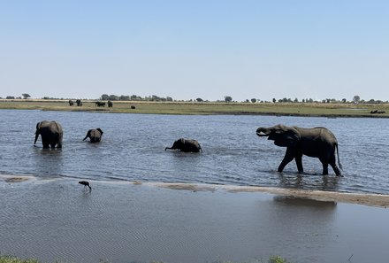 Familienreisen Namibia - Mietwagenreise Namibia for family individuell - Elefanten am Ufer des Okavango 