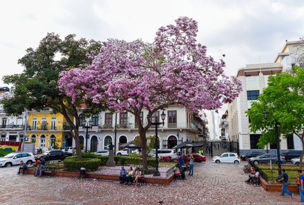 Panama for family individuell - Panama Familienreise - Casco Viejo Bäume