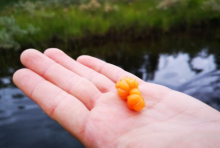 Schweden Familienreise - Schweden for family - Polarkreis - Beeren sammeln
