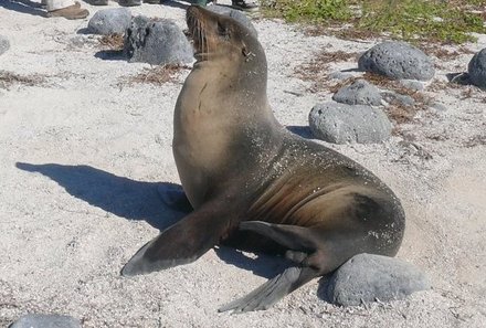 Familienurlaub Galapagos - Galapagos Family & Teens - Familie Stoll mit Robbe