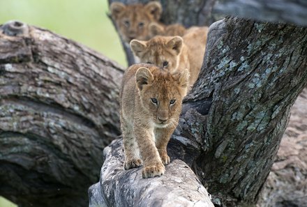 Serengeti mit Kindern individuell - Best of Familiensafari Serengeti - Manyara Nationalpark - kleine Baumlöwen