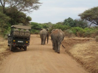 Tansania mit Kindern - Nachhaltiges Reisen & Familienreisen - Elefanten laufen frei rum