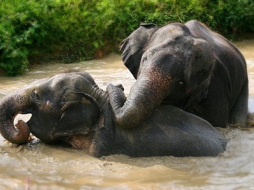 Fernreisen mit Kindern - die beliebtesten Familienreisen von For Family Reisen - Elefanten baden