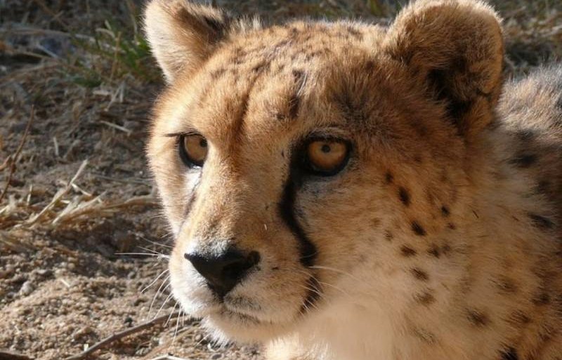 Gardenroute mit Kindern - Rundreisen mit Kindern - Gepard