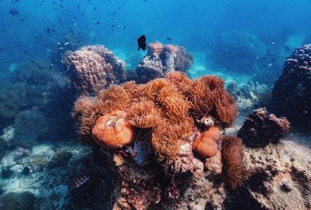 Thailand mit Kindern - Thailand for family - Koh Talu Unterwasserwelt beim Schnorcheln entdecken