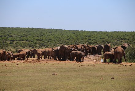 Garden Route mit Kindern - Addo Elephant Park