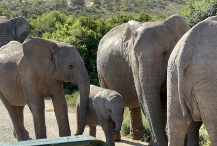 Familienreise Garden Route - Garden Route for family - Addo Elephant Nationalpark - Elefantengruppe