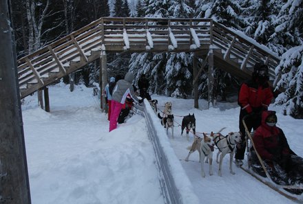 Finnland Familienurlaub - Schlittenhunde unter zugeschneiter Holzbrücke