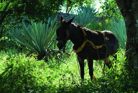 Mexiko Familienreise - Hacienda Sotuta de Peon Esel bei Sisal
