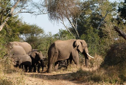 Kapstadt Familienreise - Kapstadt for family individuell - Elefanten 