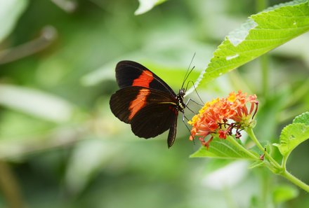 Kolumbien Familienreise - Kolumbien Family & Teens - Tayrona Nationalpark Schmetterling