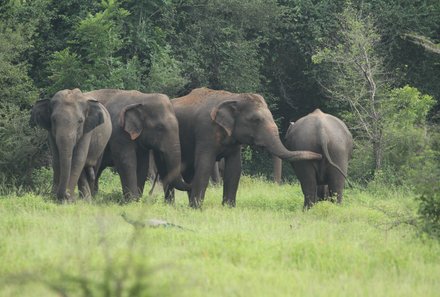 Sri Lanka Sommerurlaub mit Kindern - Elefanten im Minneriya Nationalpark
