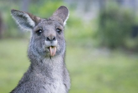  Australien for family - Australien Familienreise - Känguru
