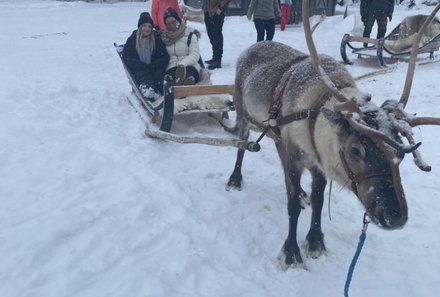 Finnland Familienurlaub - Finnland for family Winter - Rentier bei Schlitten