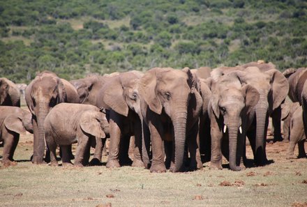 Familienreise Südafrika - Elefantenherde 