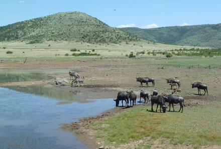 Familienreise Südafrika - Südafrika for family -best of safari - Pilanesberg